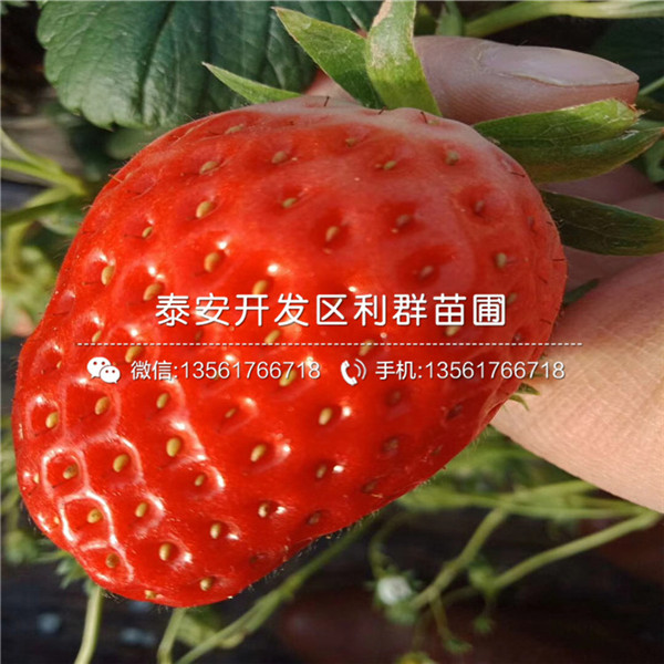 红夏草莓苗、红夏草莓苗多少钱、红夏草莓苗批发基地