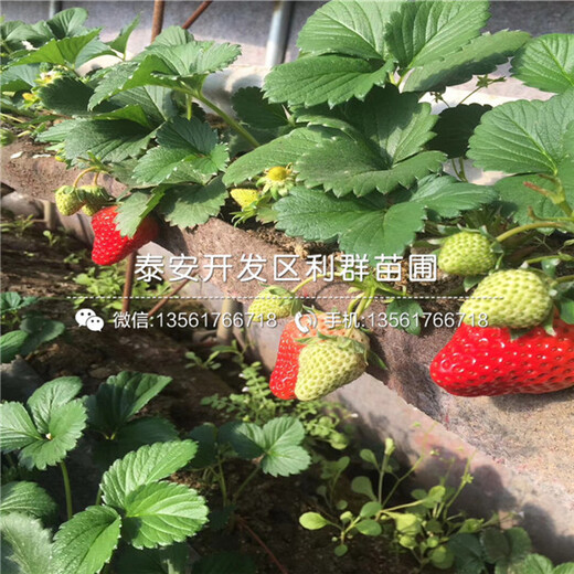 咖啡草莓苗哪里有賣、2018年咖啡草莓苗價(jià)格