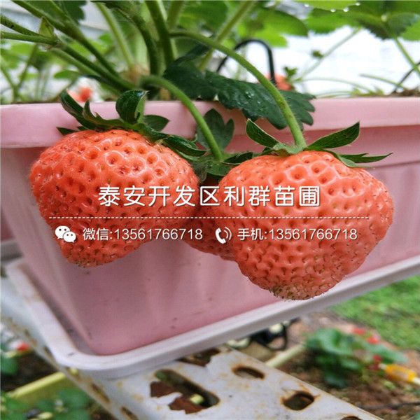 小白草莓苗价格多少、小白草莓苗多少钱一棵