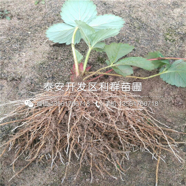 新品种王子草莓苗出售、新品种王子草莓苗价格是多少