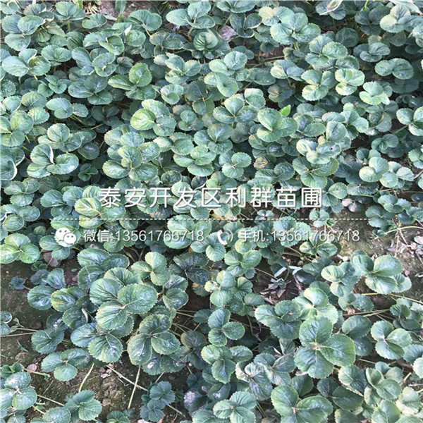 新品种佐贺清香草莓苗出售基地