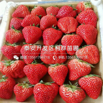 森嘎拉草莓苗、森嘎拉草莓苗品种、森嘎拉草莓苗多少钱一棵