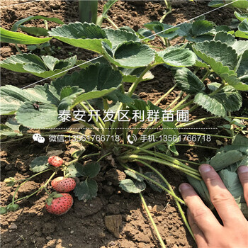 红夏草莓苗多少钱、红夏草莓苗出售基地