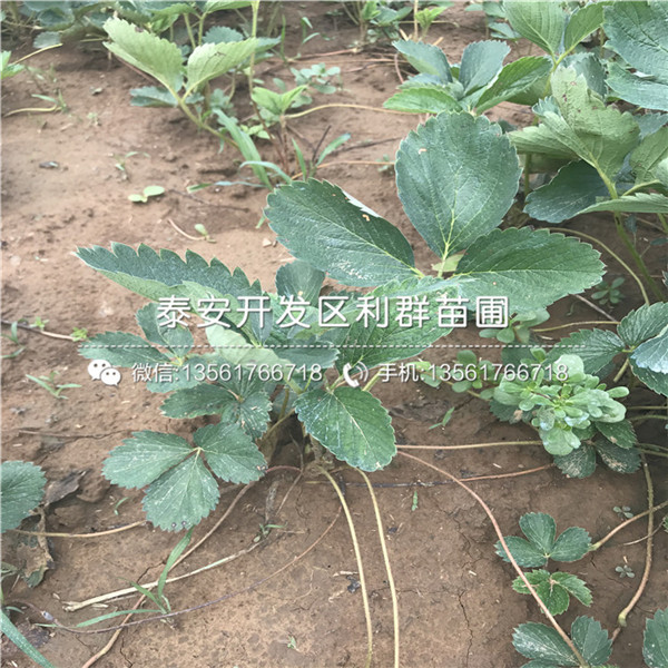 草莓秧苗多少钱一棵、草莓秧苗什么时候种植好