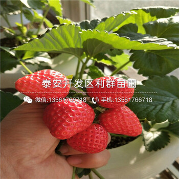 2018年波特拉草莓苗新品种