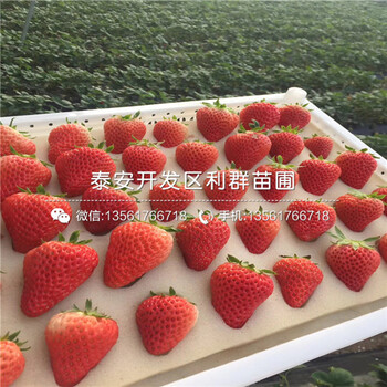 红夏草莓苗、红夏草莓苗多少钱、红夏草莓苗批发基地