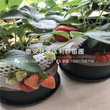 2018年京藏香草莓苗出售价格是多少图片3