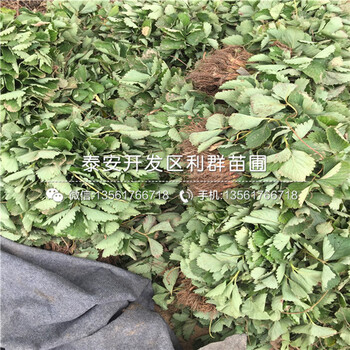 脱毒草莓苗价格