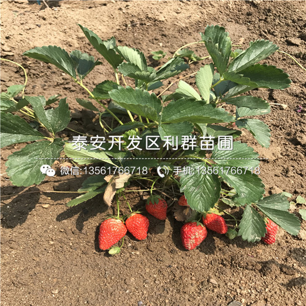 阿尔比草莓苗出售、阿尔比草莓苗价格是多少