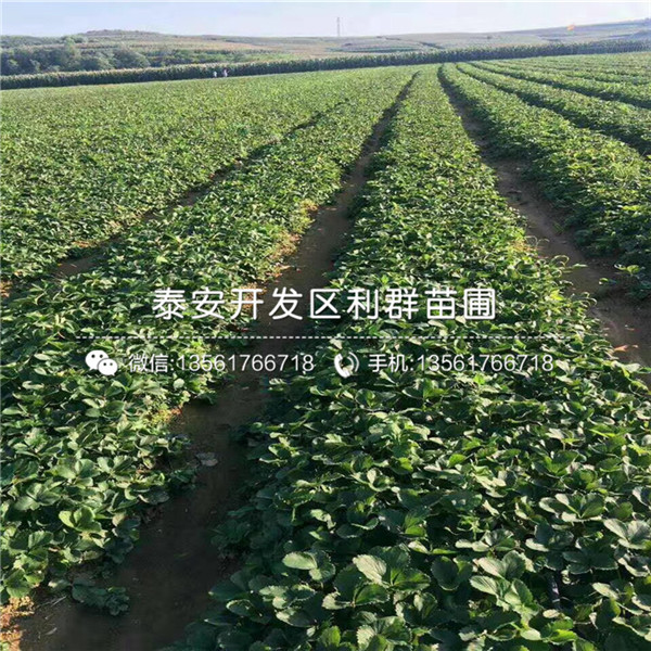 艳丽草莓苗、艳丽草莓苗出售、艳丽草莓苗价格