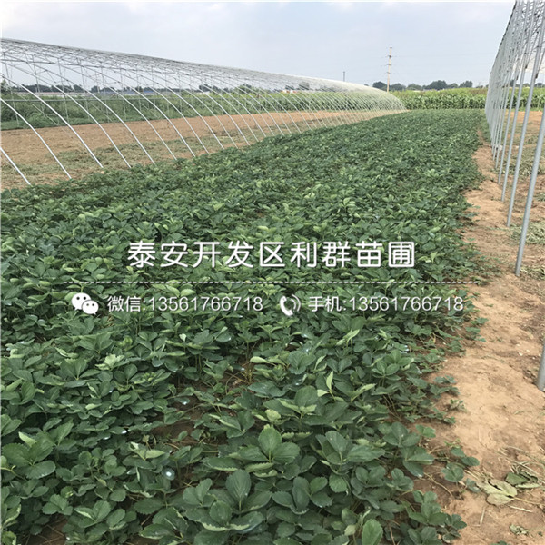 新品种四季美德莱特草莓苗