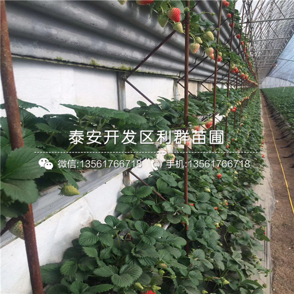 草莓小苗介绍、草莓小苗新品种