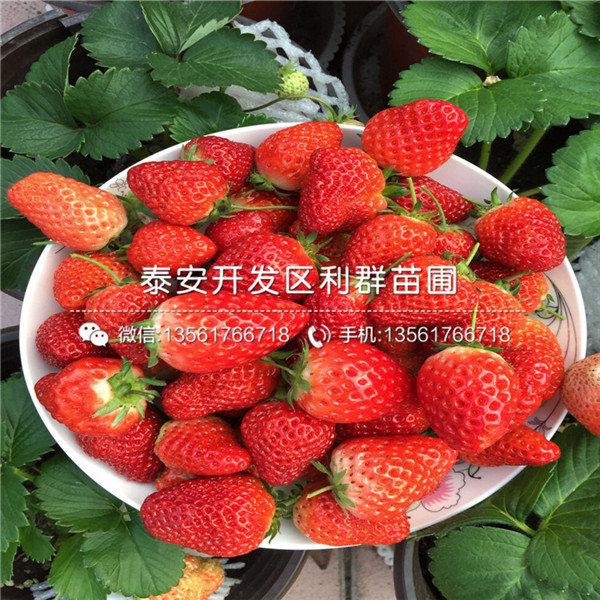 山东京藏香草莓苗出售、山东京藏香草莓苗多少钱一棵