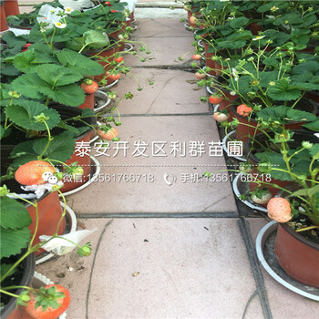 2018年牛奶草莓苗价格