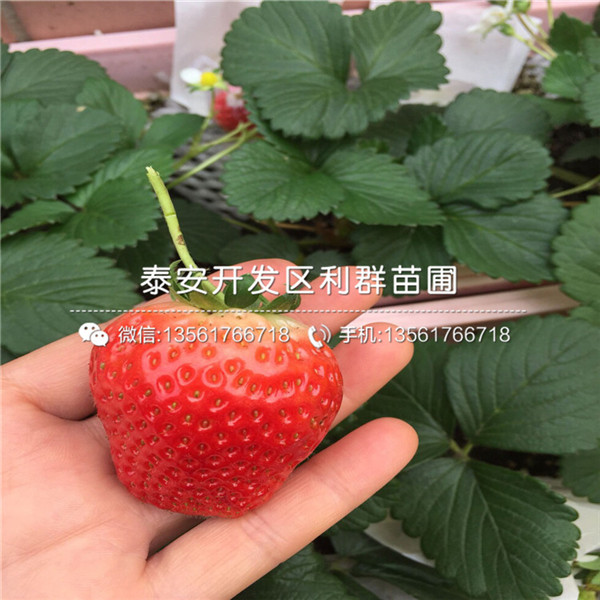 土特拉草莓苗示范基地