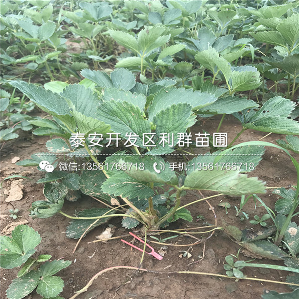 白色草莓苗品种