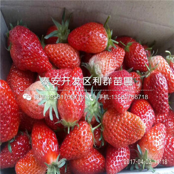 山东泰安红颜草莓苗价格