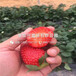 红宝石草莓苗价格是多少、红宝石草莓苗出售基地