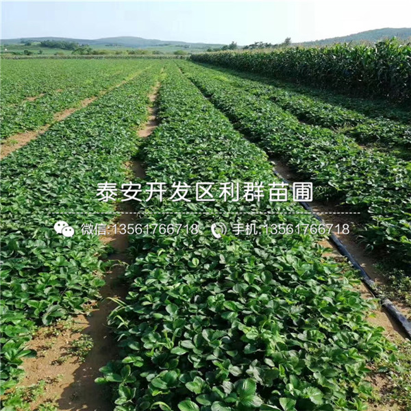 大棚京泉香草莓苗亩产多少斤
