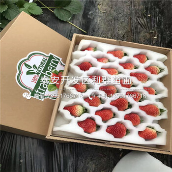 戈雷拉草莓苗哪里便宜、2018年戈雷拉草莓苗价格是多少