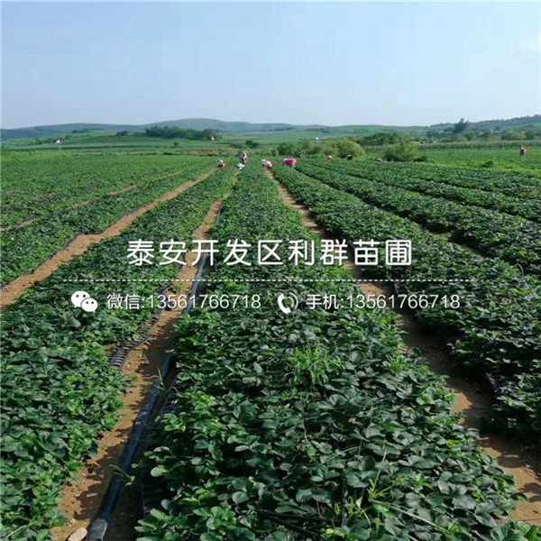 山东京泉香草莓苗出售价格