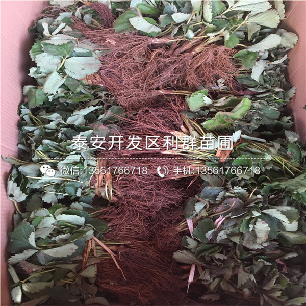 山东菠萝莓草莓苗出售价格是多少