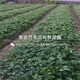 50da81cb39dbb6fd778a60710f24ab18962b3797