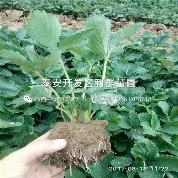 山东菠萝莓草莓苗出售价格是多少