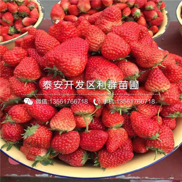 2018年四季美德莱特草莓苗、四季美德莱特草莓苗出售价格多少