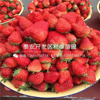 新品种麦特莱草莓苗、新品种麦特莱草莓苗出售基地