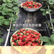 大棚草莓苗基地