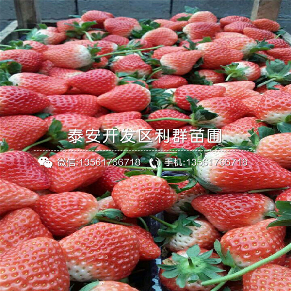 新世纪一号草莓苗价钱