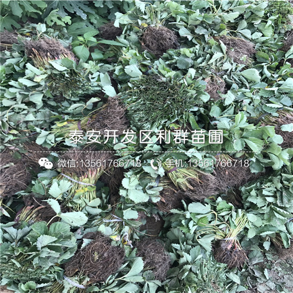 99号草莓苗出售基地、99号草莓苗多少钱一棵