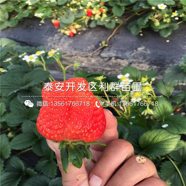 妙香草莓苗价格、2018年妙香草莓苗新品种