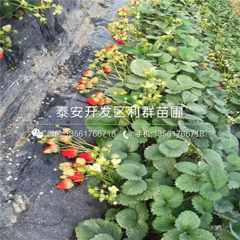 草莓种苗、一棵草莓种苗多少钱、哪里有卖草莓种苗的