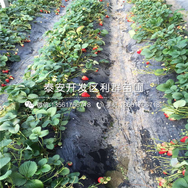 牛奶草莓苗、牛奶草莓苗出售、牛奶草莓苗基地