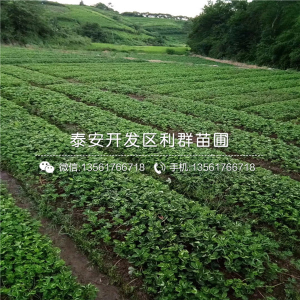 山东京泉香草莓苗出售价格