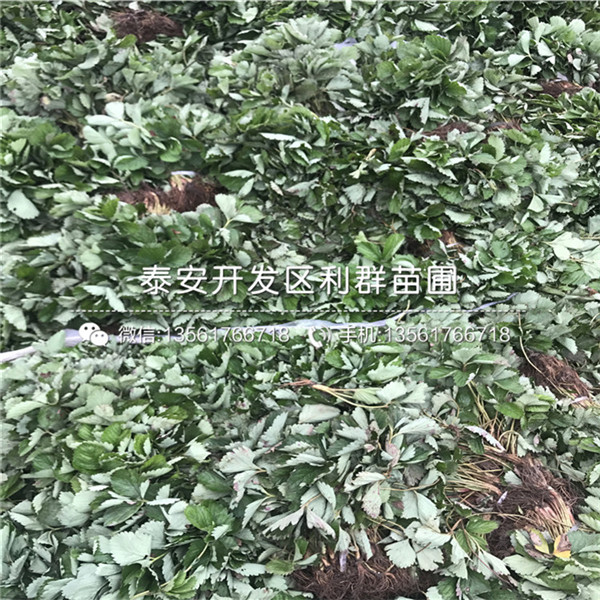 哪里的京承香草莓苗格低