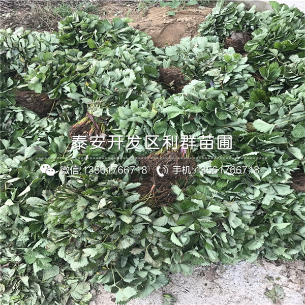 粉红公主草莓苗新品种、粉红公主草莓苗多少钱一棵