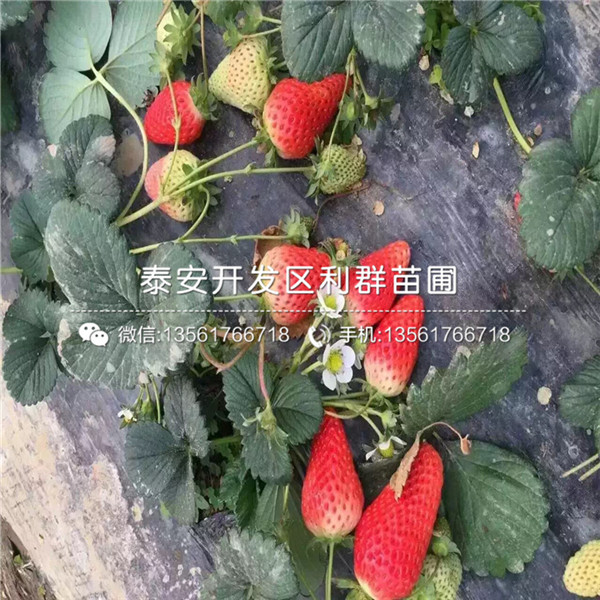 新品种京郊小白草莓苗出售价格多少