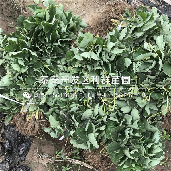 鬼怒甘草莓苗基地、鬼怒甘草莓苗价格多少