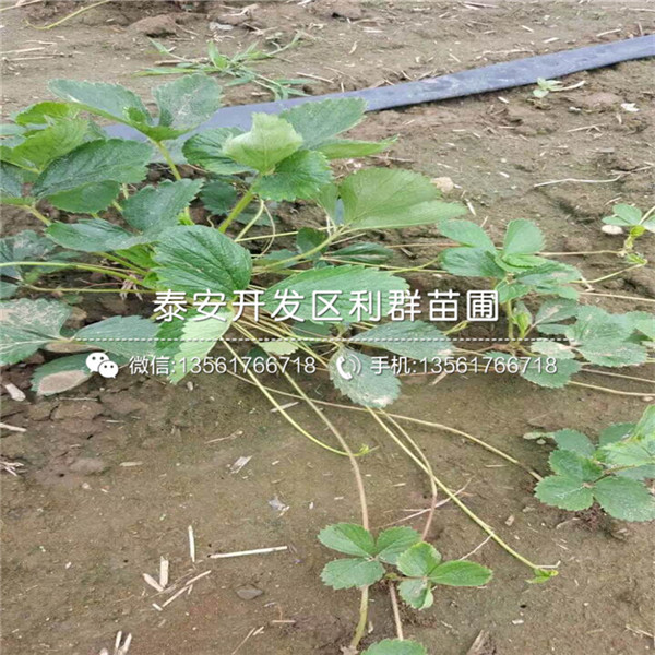 波特拉草莓苗、一棵波特拉草莓苗多少钱、波特拉草莓苗哪里有卖