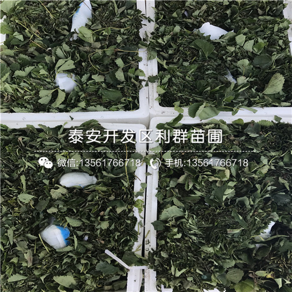 吉马草莓苗、吉马草莓苗新品种