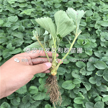 2018年波特拉草莓苗、波特拉草莓苗出售