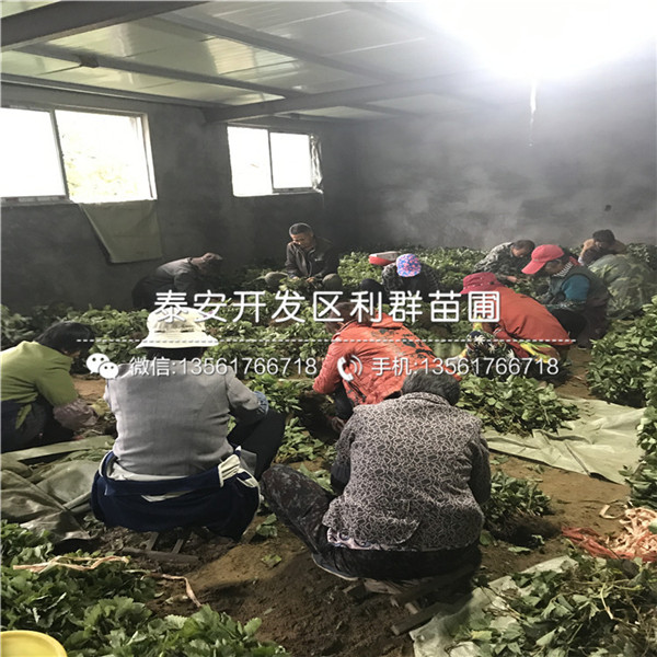 圣诞红草莓苗出售、圣诞红草莓苗价格多少