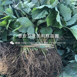 我想买奶油草莓苗、奶油草莓苗价格多少图片5