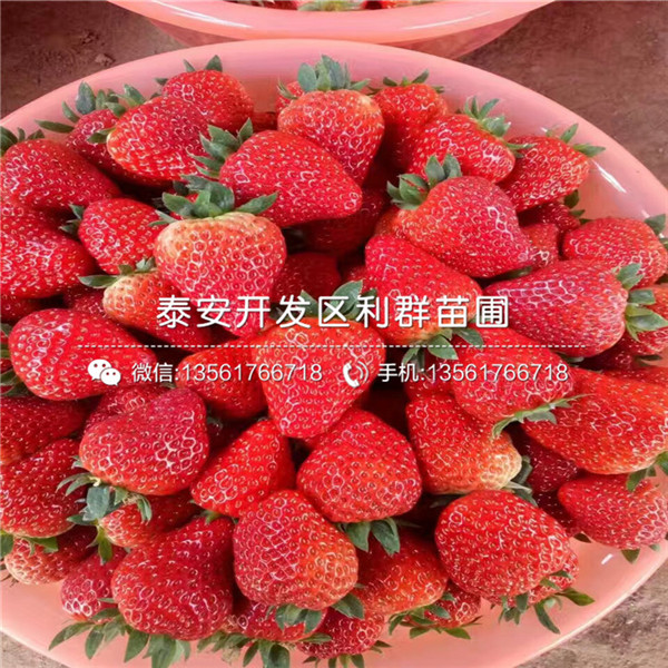 麥特萊草莓苗多少錢
