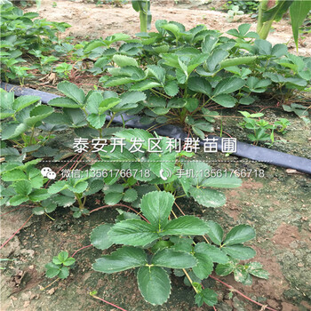 小白草莓苗价格多少、小白草莓苗多少钱一棵