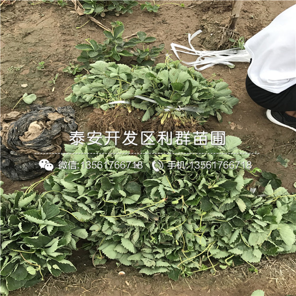 罗卡娜草莓苗、罗卡娜草莓苗多少钱一棵