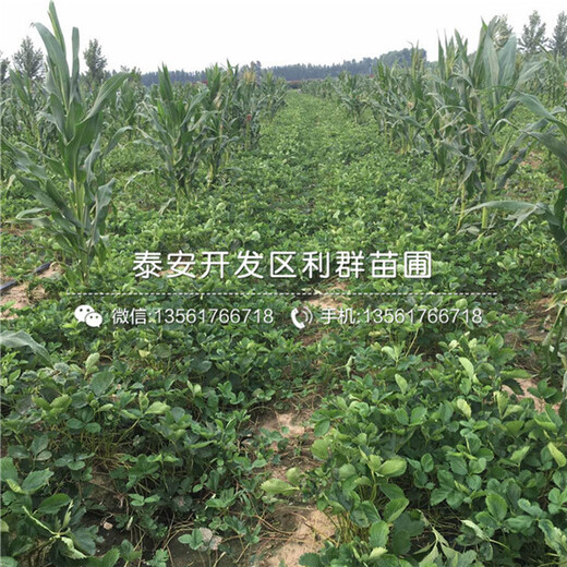 大白草莓苗、大白草莓苗價(jià)格、大白草莓苗多少錢一棵